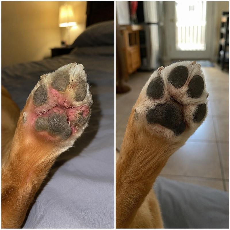 paw licking is finally under control