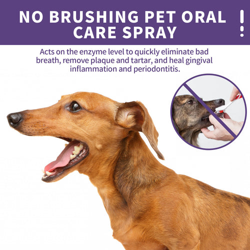 Cross-border pet oral care spray, bad breath and tartar removal for cats and dogs, mouthwash Pet oral care
