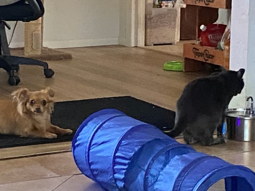 Even my cat started using it